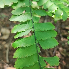 Adiantum pectinatum (Adiantum pectinatum)