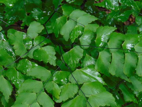 Adiantum pentadactylon (Adiantum pentadactylon)