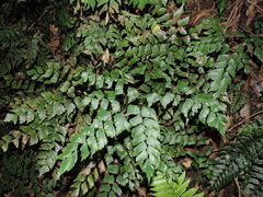 Adiantum pentadactylon (Adiantum pentadactylon)
