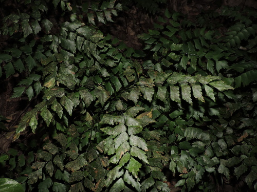 Adiantum pentadactylon (Adiantum pentadactylon)