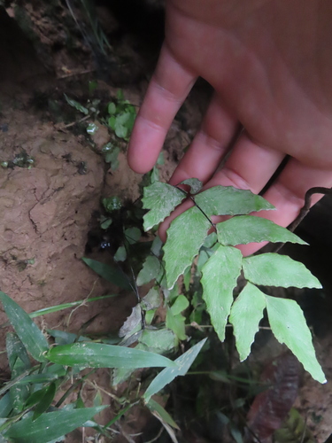 Stalked maidenhair (Adiantum petiolatum)