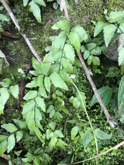 Stalked maidenhair (Adiantum petiolatum)
