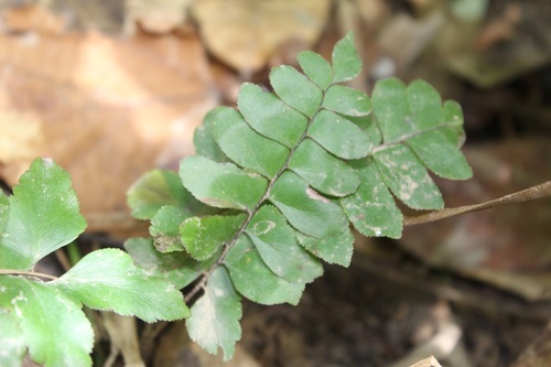 Stalked maidenhair (Adiantum petiolatum)
