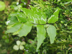 Stalked maidenhair (Adiantum petiolatum)