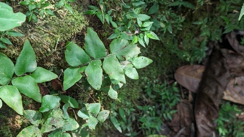 Stalked maidenhair (Adiantum petiolatum)