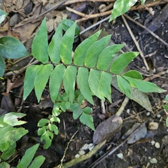 Stalked maidenhair (Adiantum petiolatum)