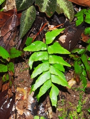 Stalked maidenhair (Adiantum petiolatum)