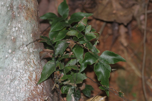 Stalked maidenhair (Adiantum petiolatum)