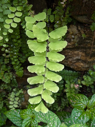 Adiantum philippense (Adiantum philippense)