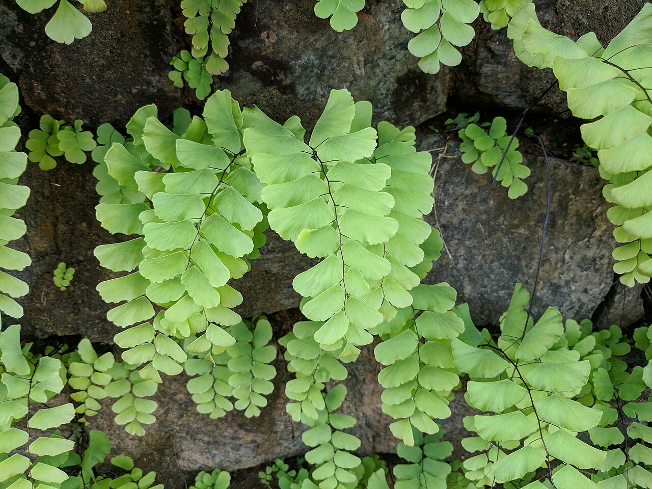 Adiantum philippense: rtjjur
