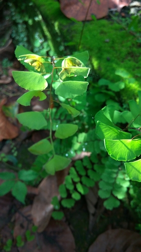 Adiantum philippense (Adiantum philippense)