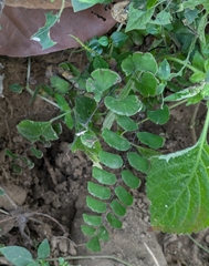 Adiantum philippense (Adiantum philippense)