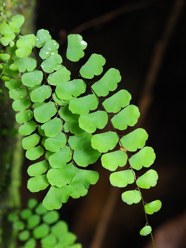 Adiantum philippense (Adiantum philippense)