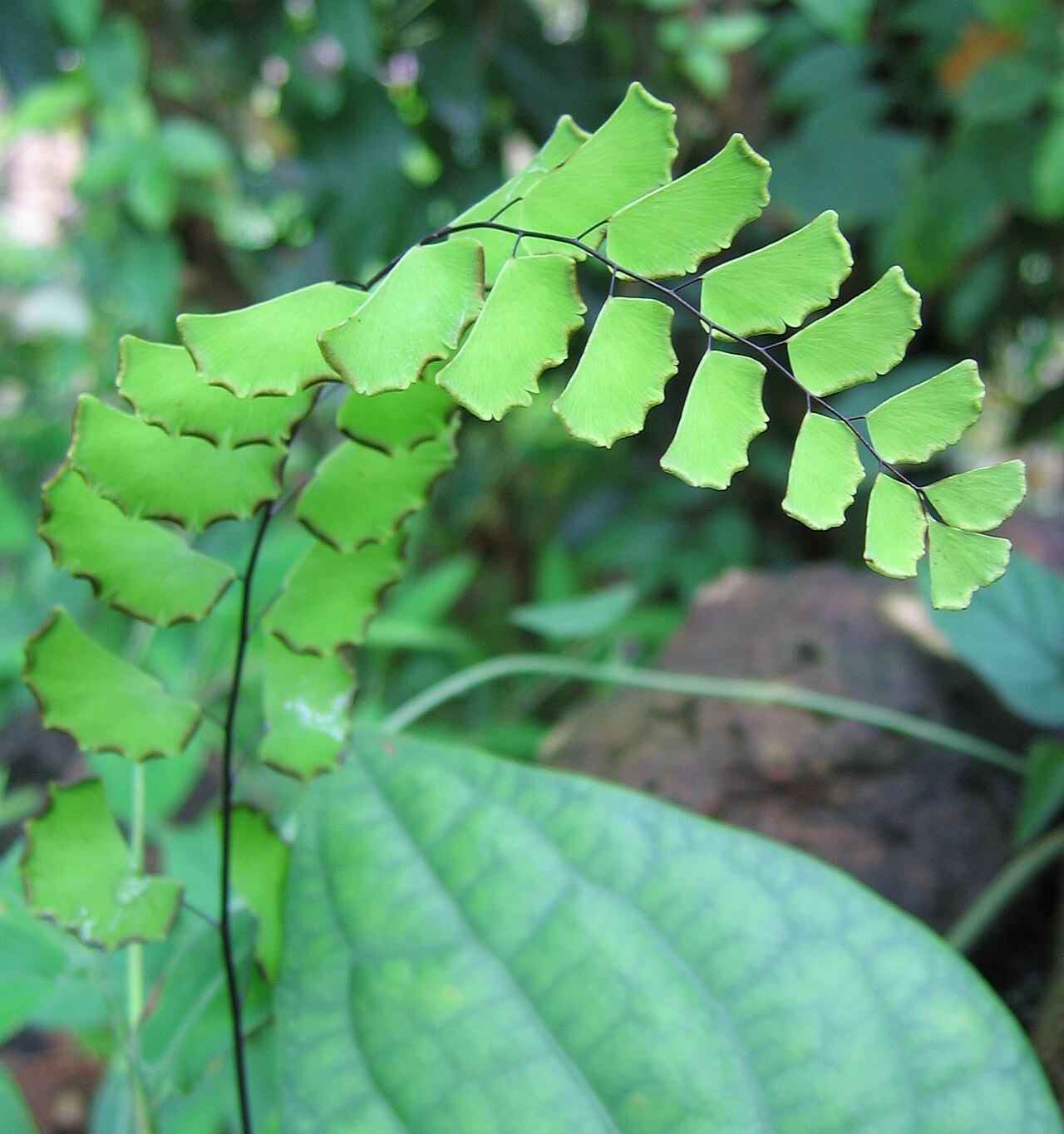 Adiantum philippense: Adiantum Raddianum Fragrans