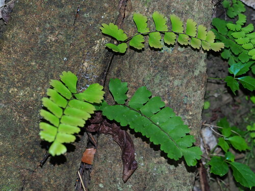 Adiantum philippense (Adiantum philippense)