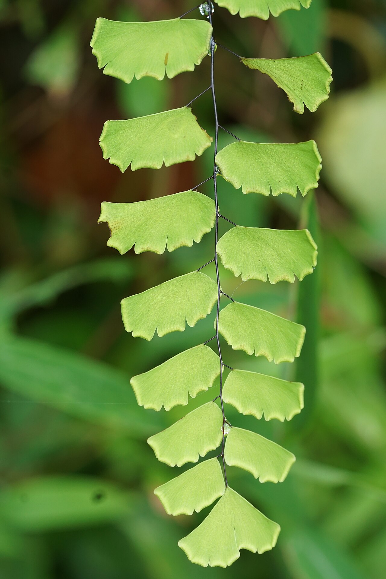 Adiantum philippense: Adiantum,Kerala