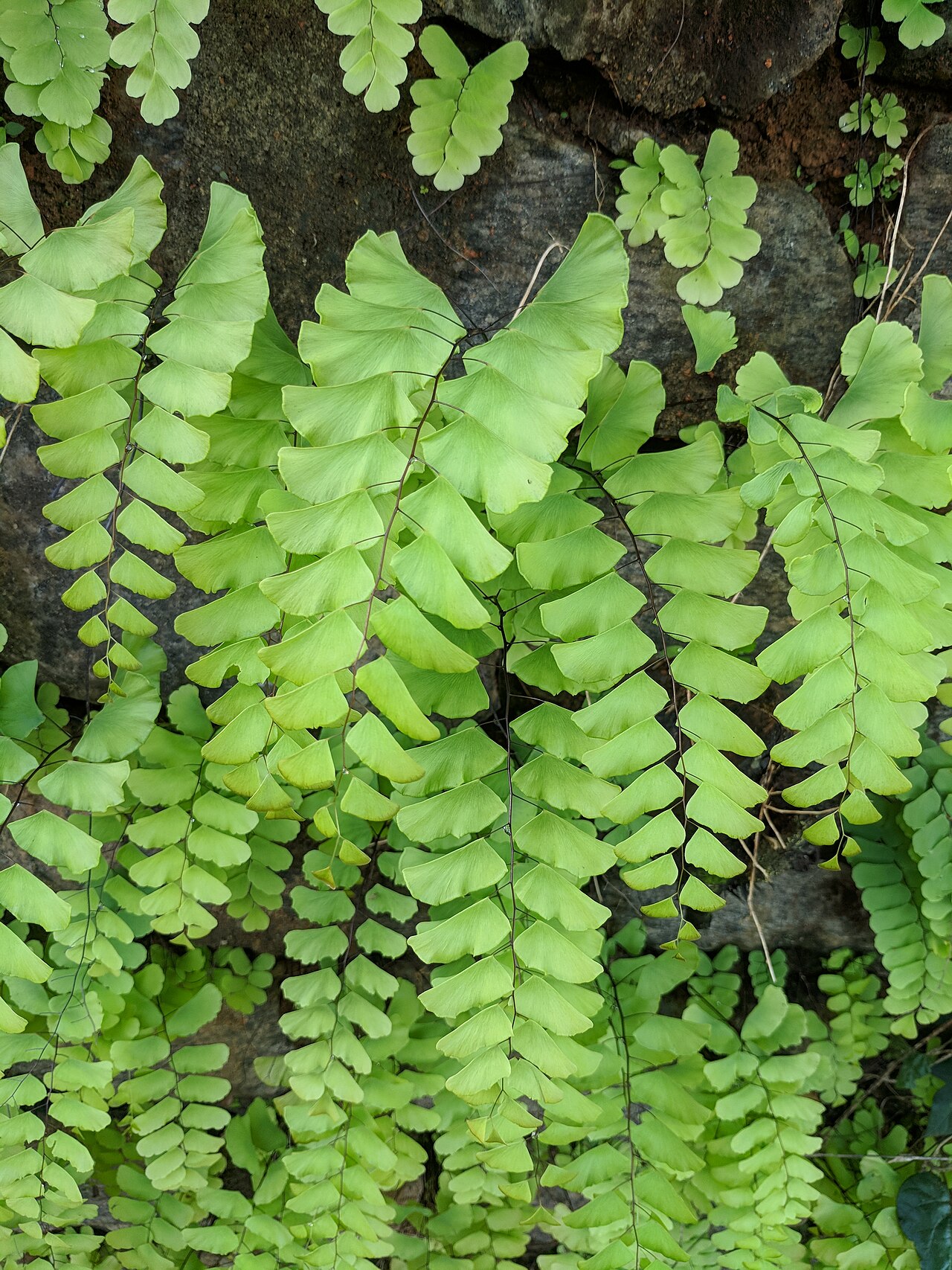 Adiantum philippense: rtjjur