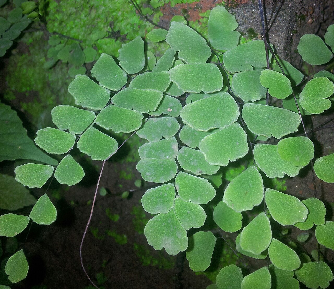 Adiantum philippense: maidenhair 999855