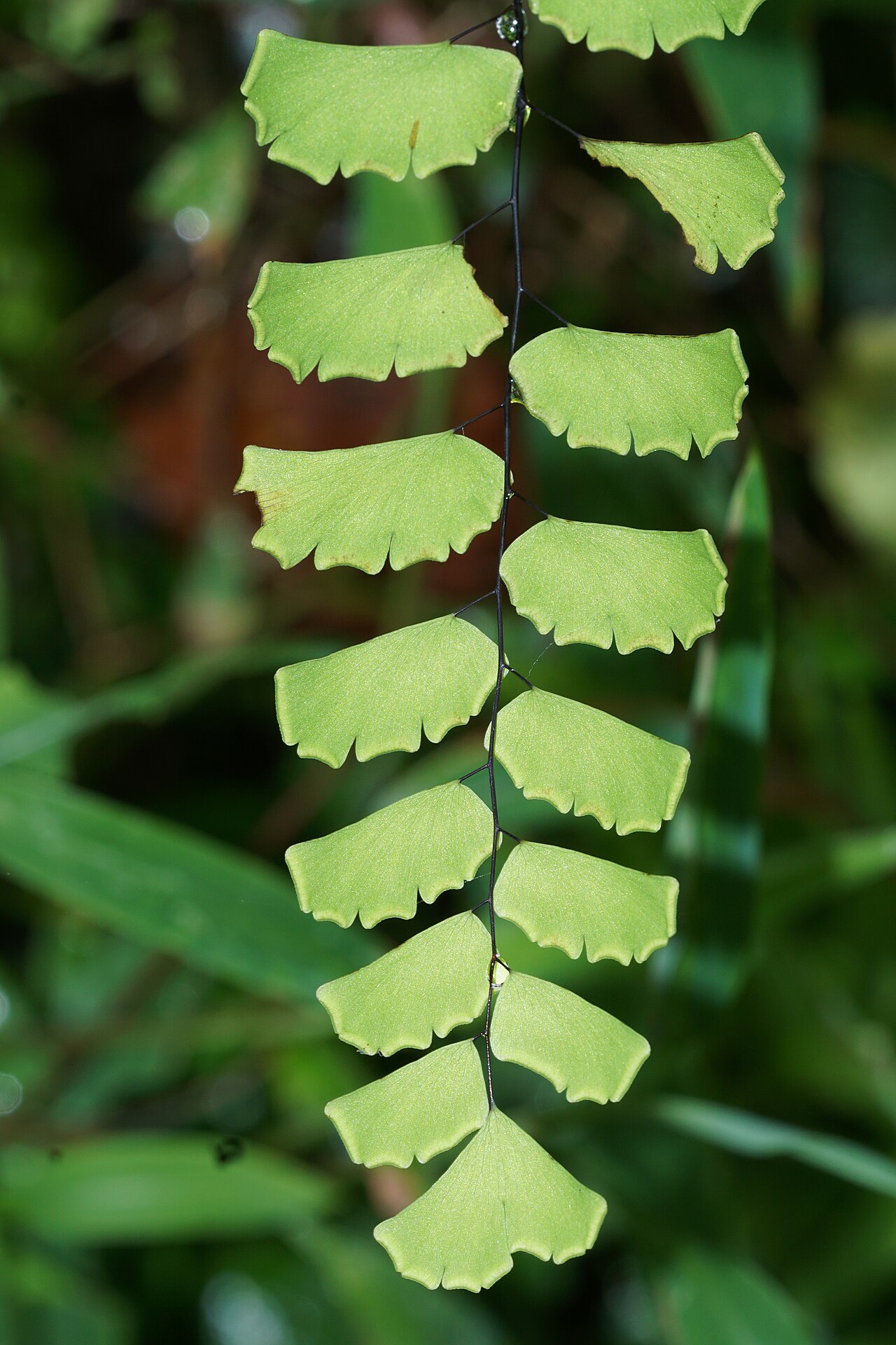Adiantum philippense: Adiantum