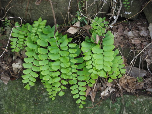 Adiantum philippense (Adiantum philippense)
