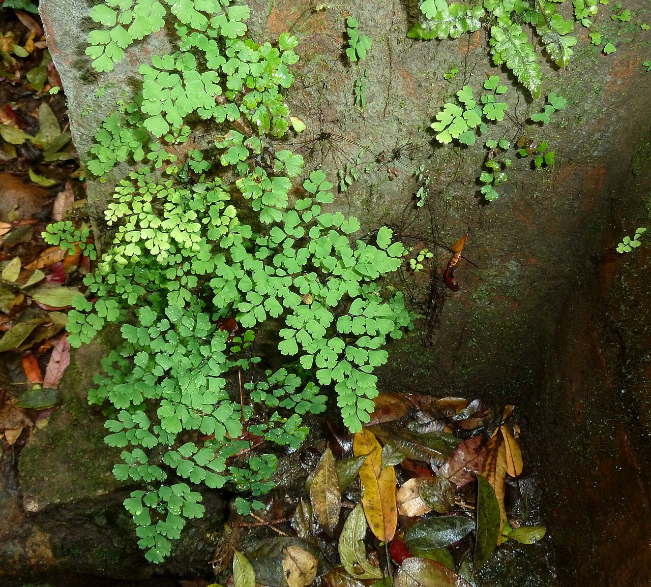 Adiantum poiretii: A species of Maidenhair fern growing against a weir in Krantzkloof Nature Reserve