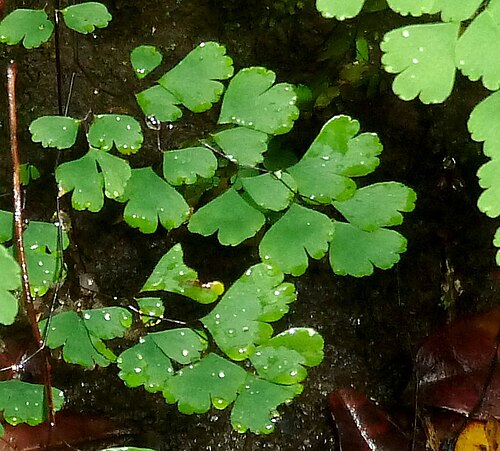 Adiantum poiretii: Frond detail of a species of Maidenhair fern in Krantzkloof Nature Reserve