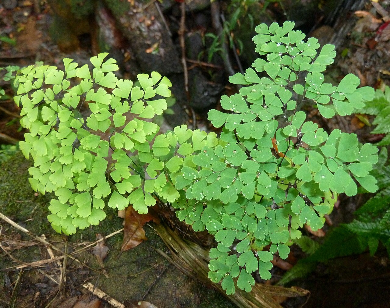 Adiantum poiretii: Two fronds of a species of Maidenhair fern in Krantzkloof Nature Reserve