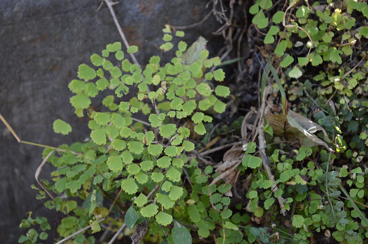 Adiantum poiretii: Yaru chaqui (Adiantum poiretii) en la Cordillera Blanca. También llamada culantrillo y culantrillo del pozo. Foto tomada en agosto de 2019 en el camino de Pitec