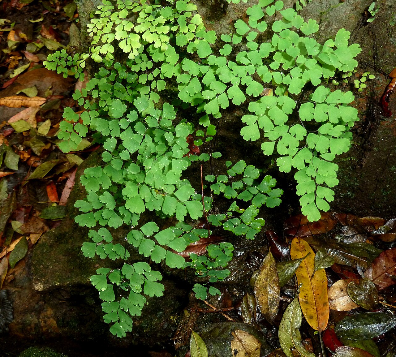 Adiantum poiretii: A species of Maidenhair fern growing against a weir in Krantzkloof Nature Reserve