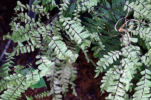 Adiantum polyphyllum: Location taken: United States Botanic Garden. Names: Adiantum polyphyllum Willd., Giant maidenhai Classification: Plantae > Pteridophyta > Polypodiopsida > Poly