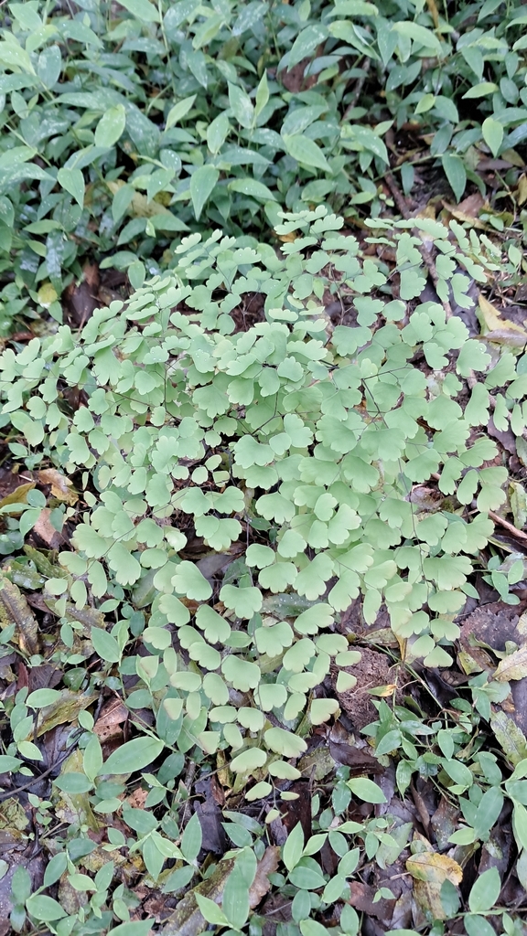 Adiantum pseudotinctum (Adiantum pseudotinctum)