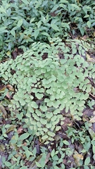 Adiantum pseudotinctum (Adiantum pseudotinctum)