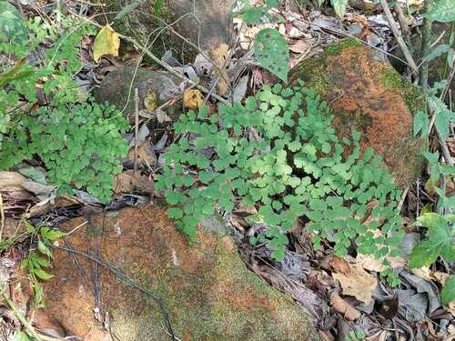 Adiantum pseudotinctum (Adiantum pseudotinctum)