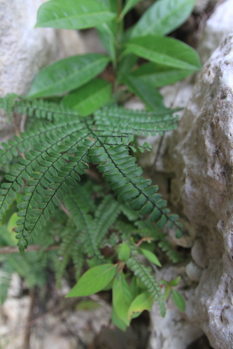 Pyramid maidenhair (Adiantum pyramidale)
