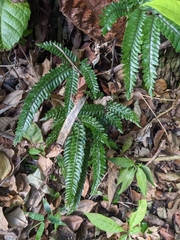 Pyramid maidenhair (Adiantum pyramidale)