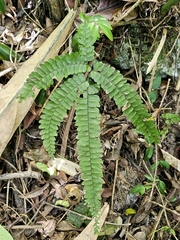 Pyramid maidenhair (Adiantum pyramidale)
