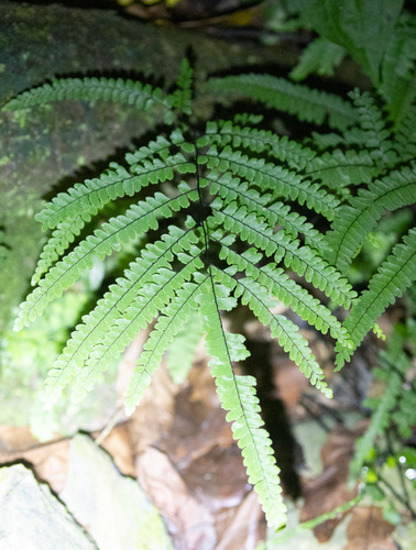 Pyramid maidenhair (Adiantum pyramidale)