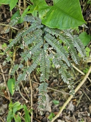Pyramid maidenhair (Adiantum pyramidale)
