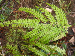 Pyramid maidenhair (Adiantum pyramidale)