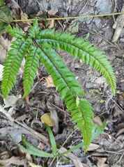 Pyramid maidenhair (Adiantum pyramidale)