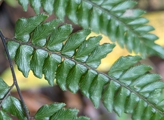 Pyramid maidenhair (Adiantum pyramidale)