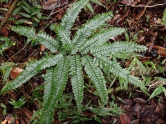 Pyramid maidenhair (Adiantum pyramidale)