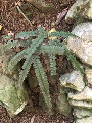 Pyramid maidenhair (Adiantum pyramidale)