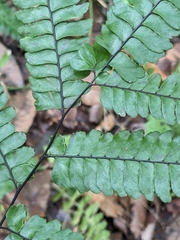 Pyramid maidenhair (Adiantum pyramidale)
