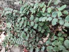 Adiantum rhizophorum (Adiantum rhizophorum)
