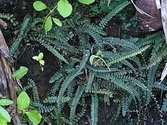 Adiantum rhizophorum (Adiantum rhizophorum)
