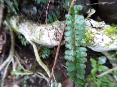 Adiantum rhizophorum (Adiantum rhizophorum)
