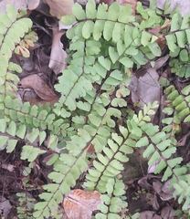 Adiantum rhizophorum (Adiantum rhizophorum)