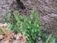 Adiantum rodriguezii (Adiantum rodriguezii)