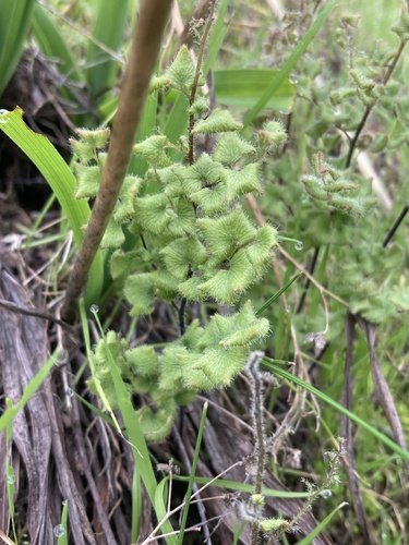 Adiantum rodriguezii (Adiantum rodriguezii)